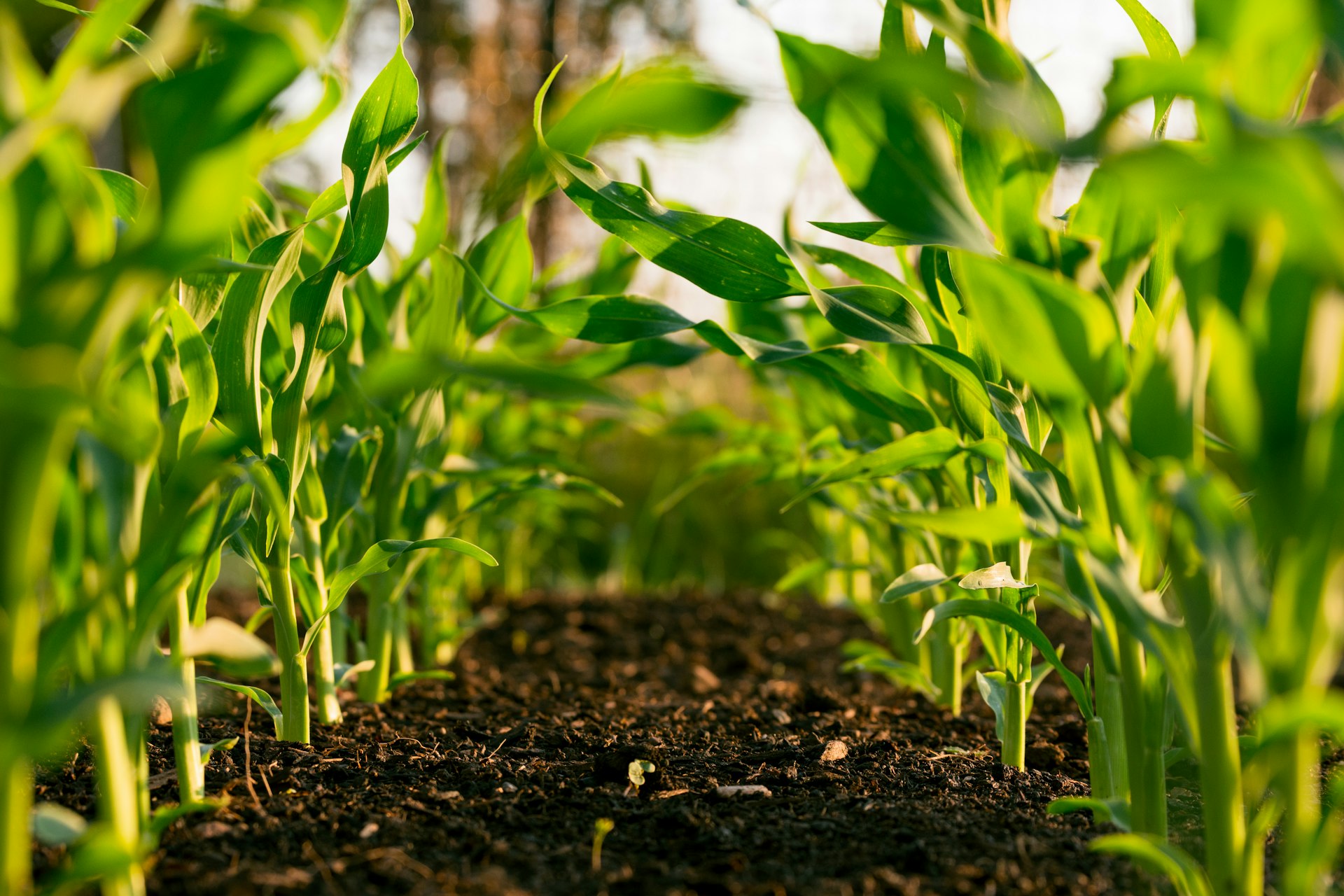 Farm field operations and cultivated land