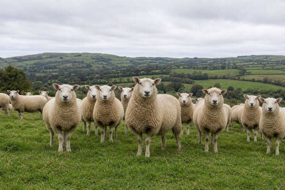 Sheep flock on green pasture
